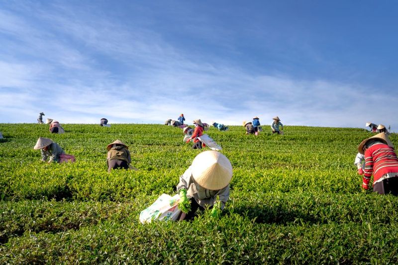 Agricultural Crop Production NC II